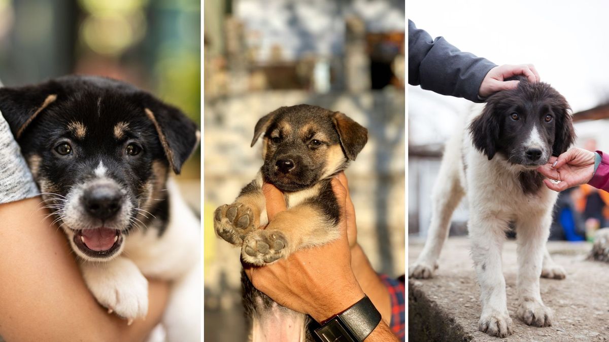 Peluditos buscan hogar en Bogotá: adopciones este domingo en Unicentro