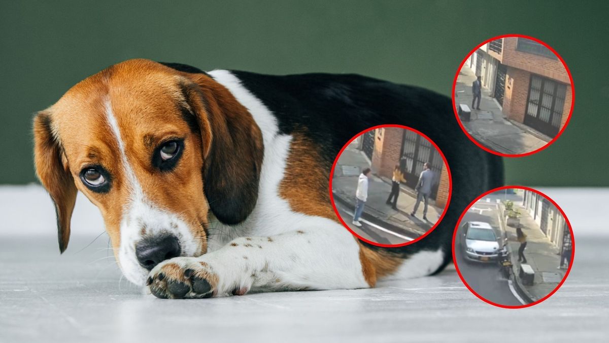 Hombre fue captado en cámara cuando intentó agredir a un perrito que estaba dentro de su casa