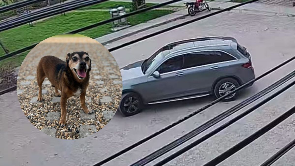 Perrito atropellado en Kennedy - camioneta involucrada