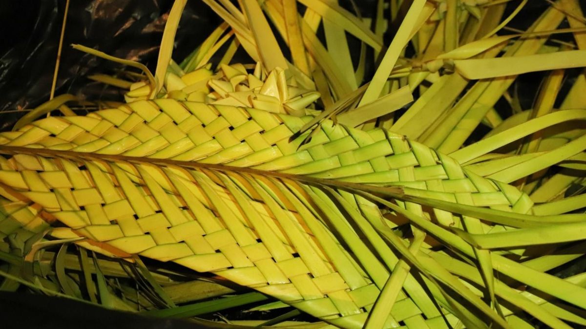 Los ramos hechos con palma de cera ponen en peligro esta especie