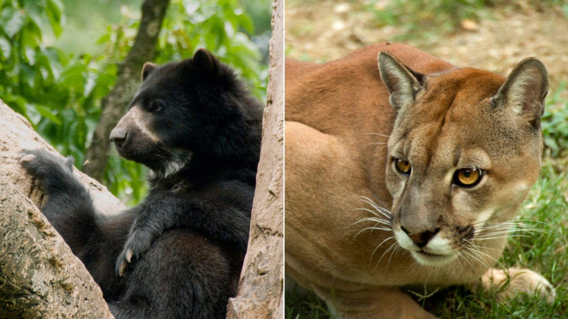 Fauna en el Cañón de Las Hermosas