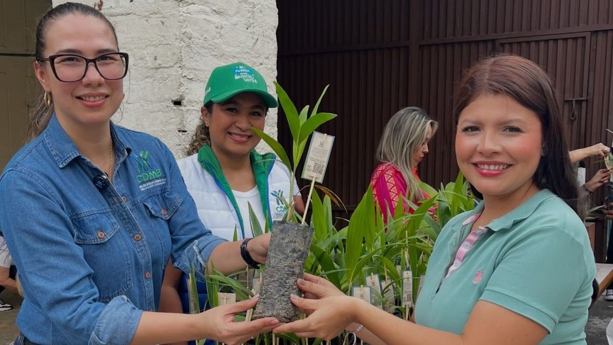 Plantas sostenibles reemplazan la palma de cera en Bucaramanga