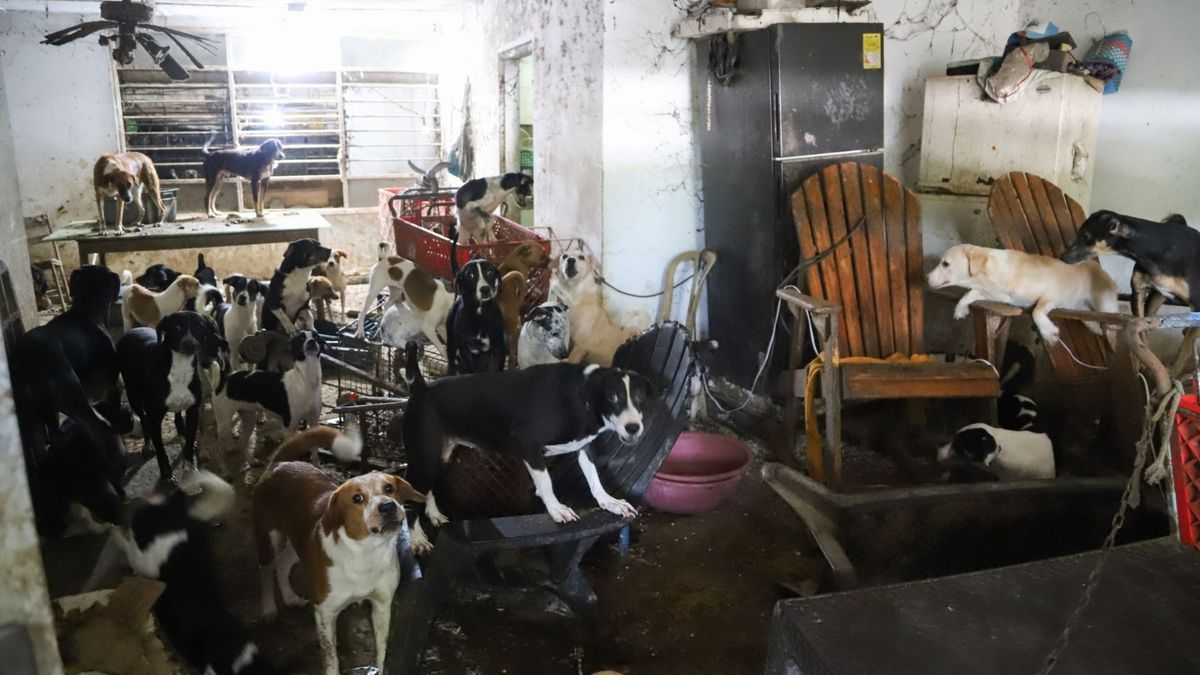 Rescate de perros en Barranquilla