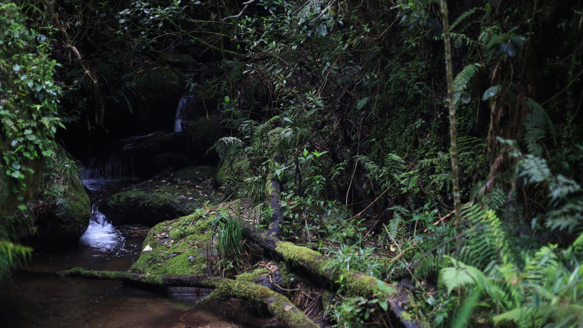 Bogotá cambia horarios de senderos en Semana Santa: evite quedarse por fuera