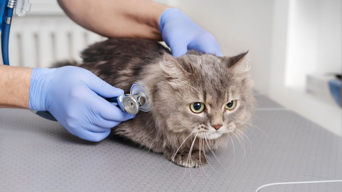 Clínica gatos Armenia