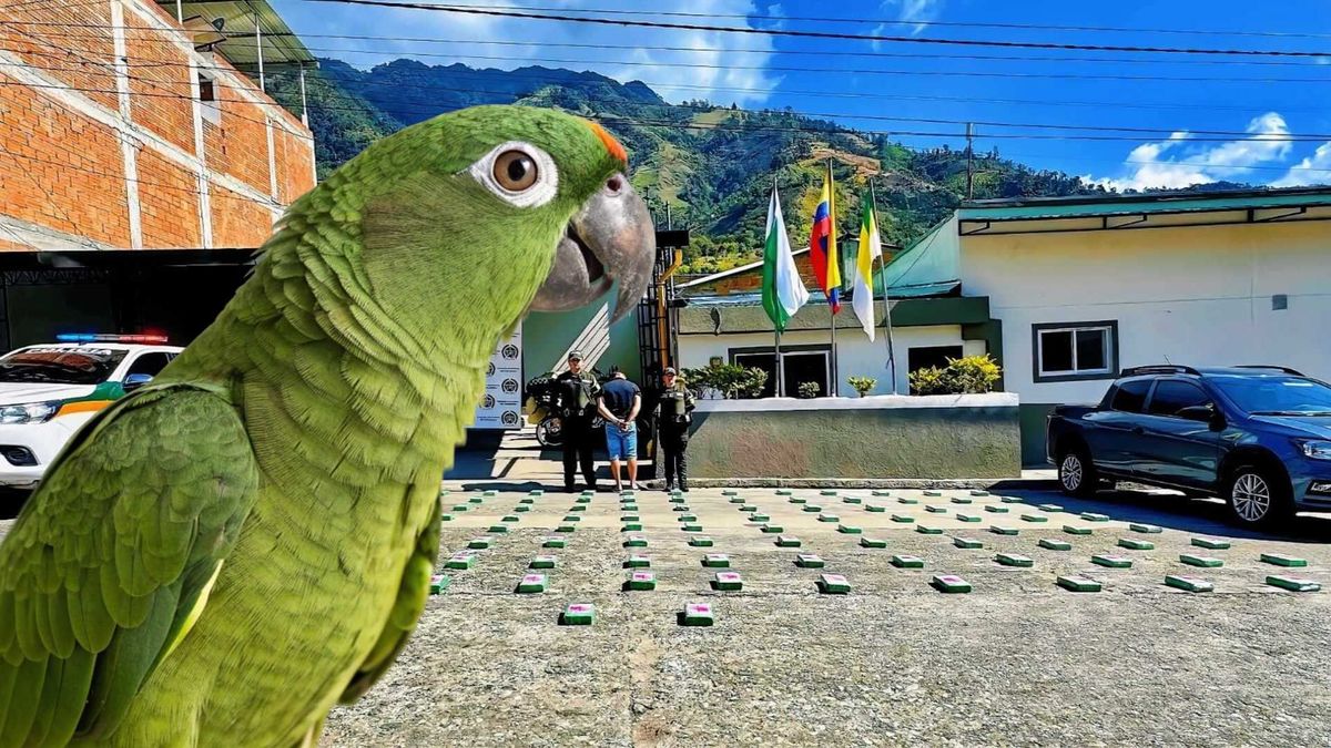 Incautación de cargamento de cocaína en el Tolima, marzo de 2026