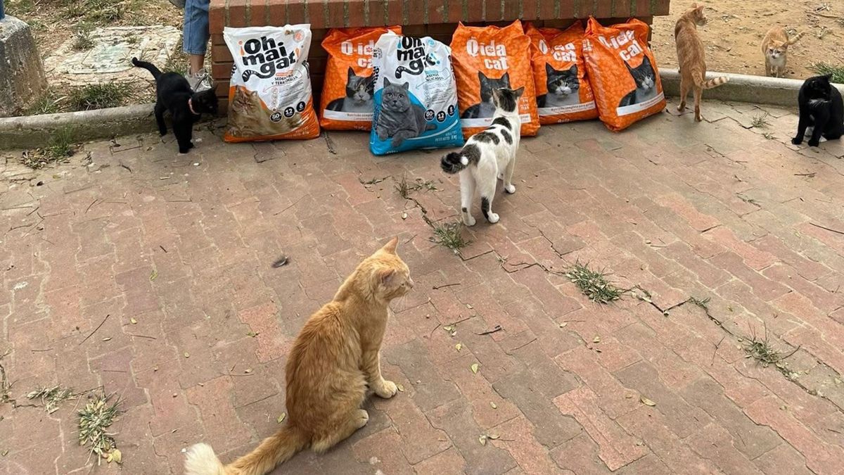 Gatos del Parque de los Gatos en Bucaramanga