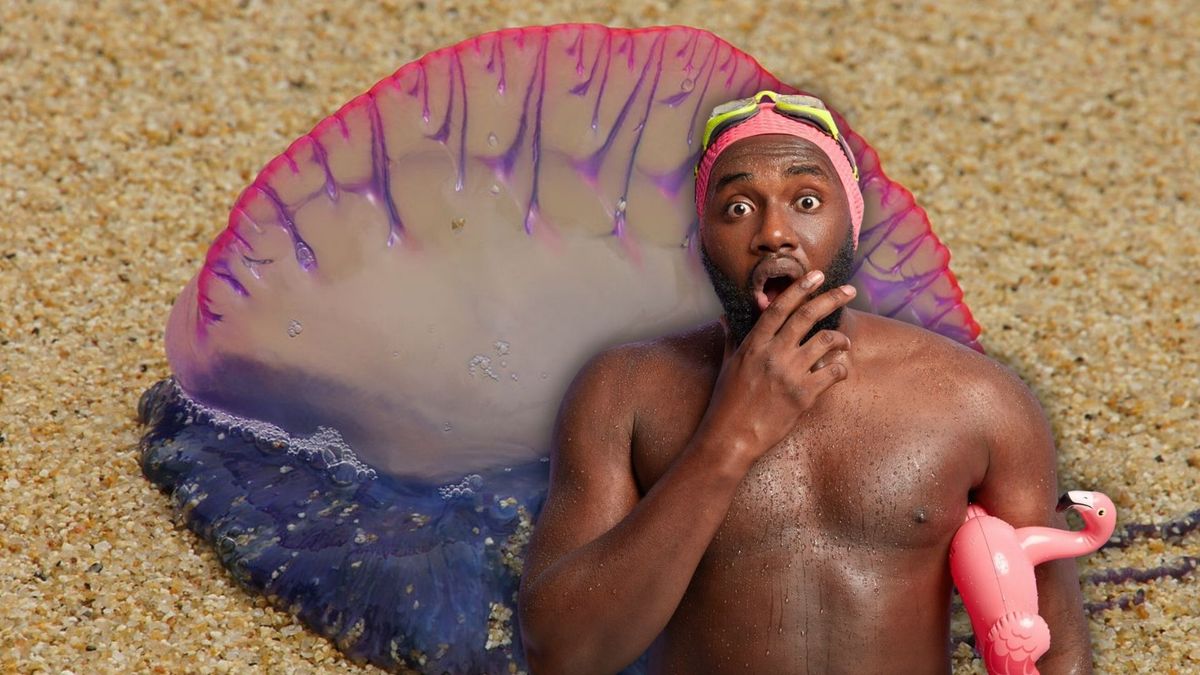 Picadura de aguamala