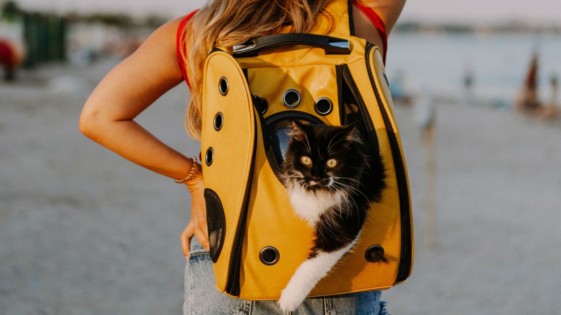 Cómo viajar con su mascota en Semana Santa y evitar dolores de cabeza