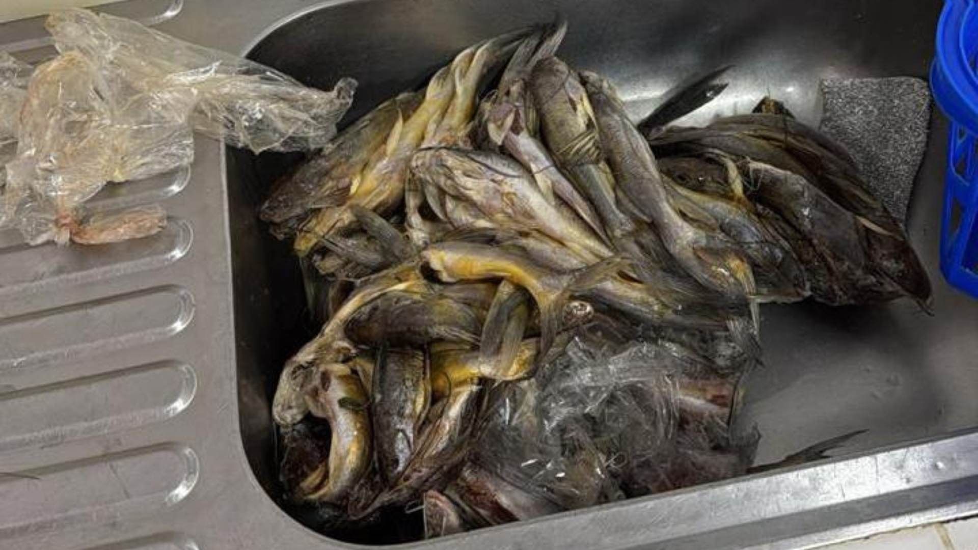 Pescado en mal estado en Armenia