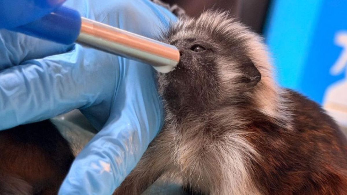 Muere cría de tití tras ser traficada en bus en Barbosa, primer caso de Semana Santa