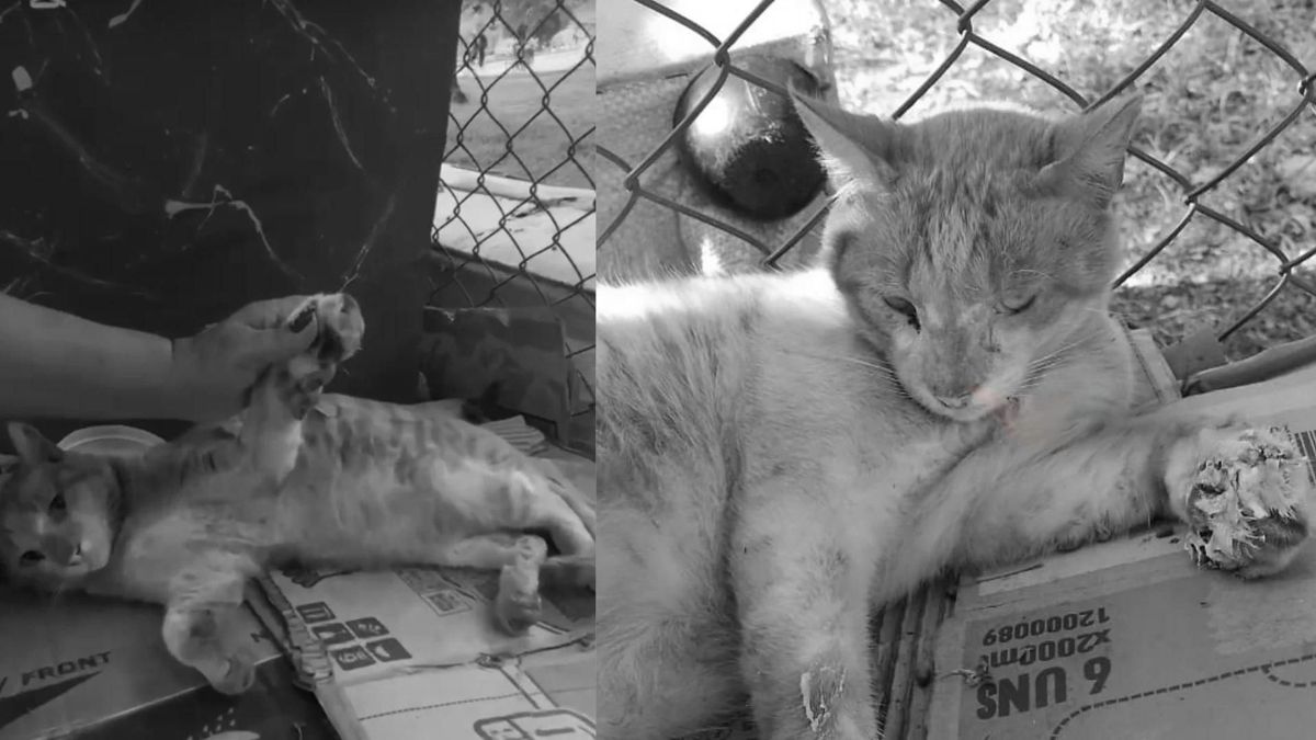 Inescrupulosos habrían incendiado un albergue improvisado donde vivían cerca de 70 gatos en Cali