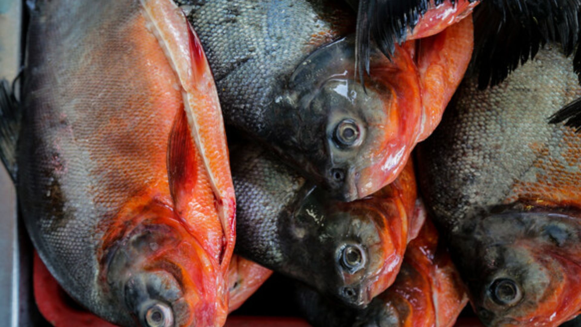 Comprar pescado fresquito y seguro