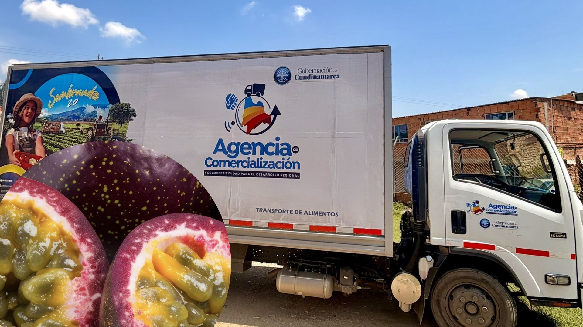 Oro morado nacido en el campo