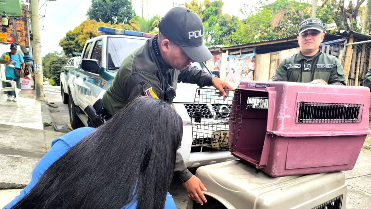 Rescate de perros en Dosquebradas