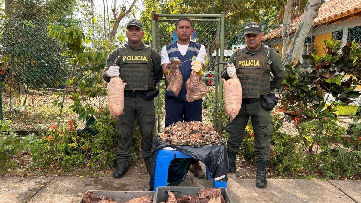 Tráfico de fauna en Semana Santa incautan carne de hicotea y huevos de iguana en Cartagena