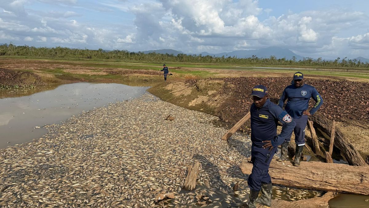 5000 peces muertos en la Ciénaga del Remacho en Murindó