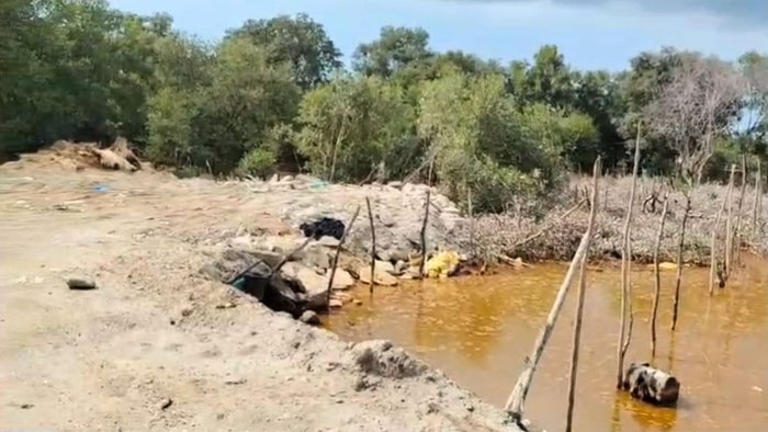 En Cartagena descubren relleno ilegal y tala de mangles en la Ciénaga de la Virgen