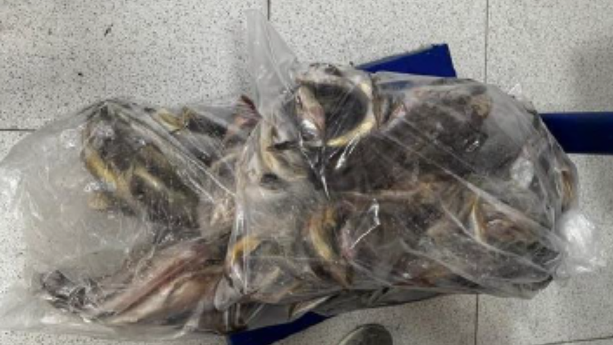 Continuarán los operativos hasta el cierre de Semana Santa