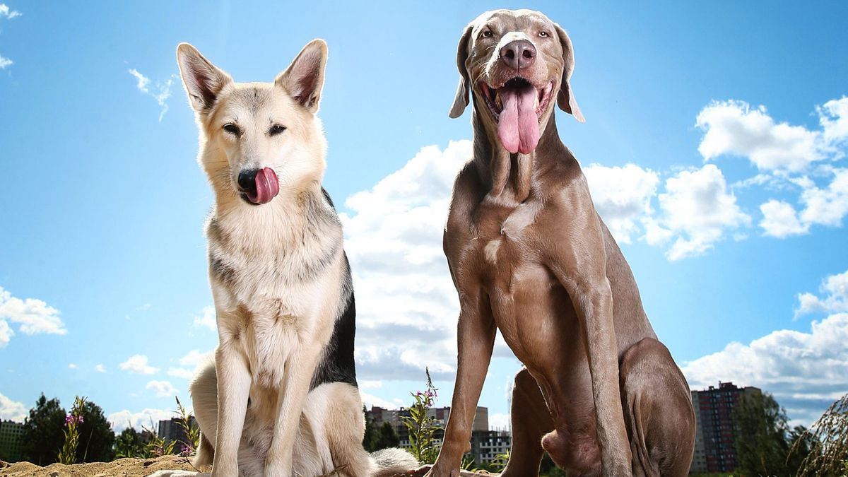 Perros con calor (imagen de referencia)