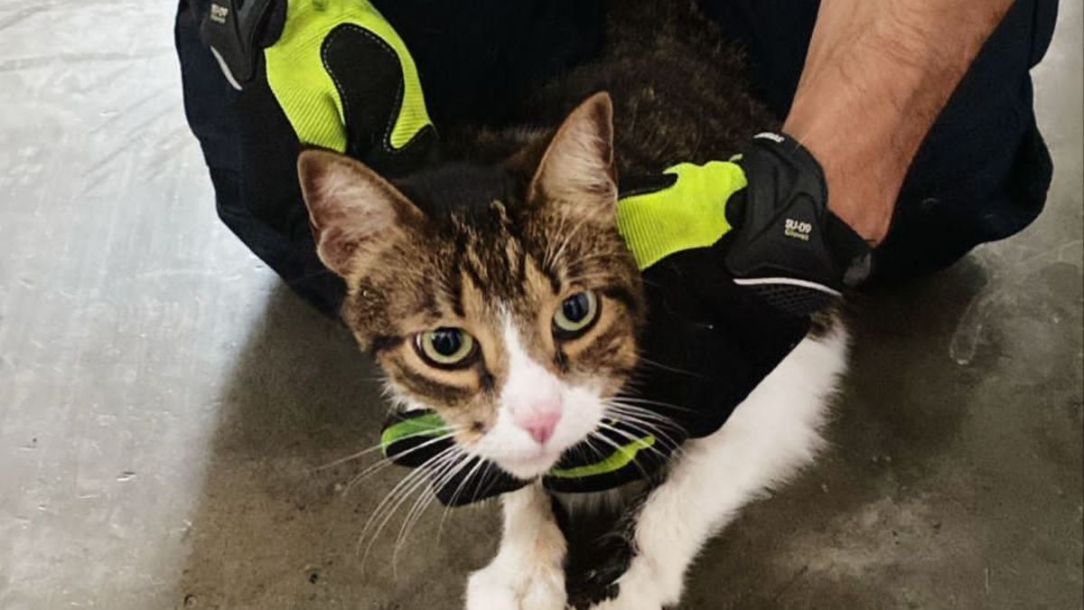 Gato fue rescatado tras ser arrojado a un río entre un costal con piedras
