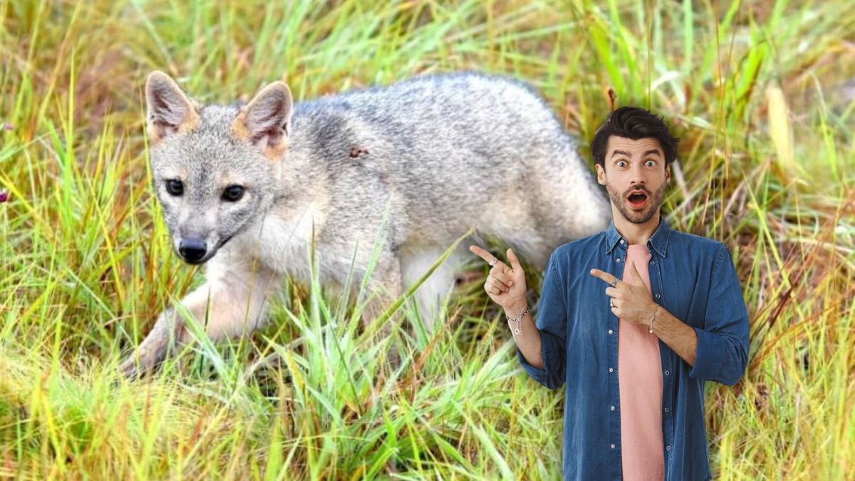 Hombre viendo al zorro perrero