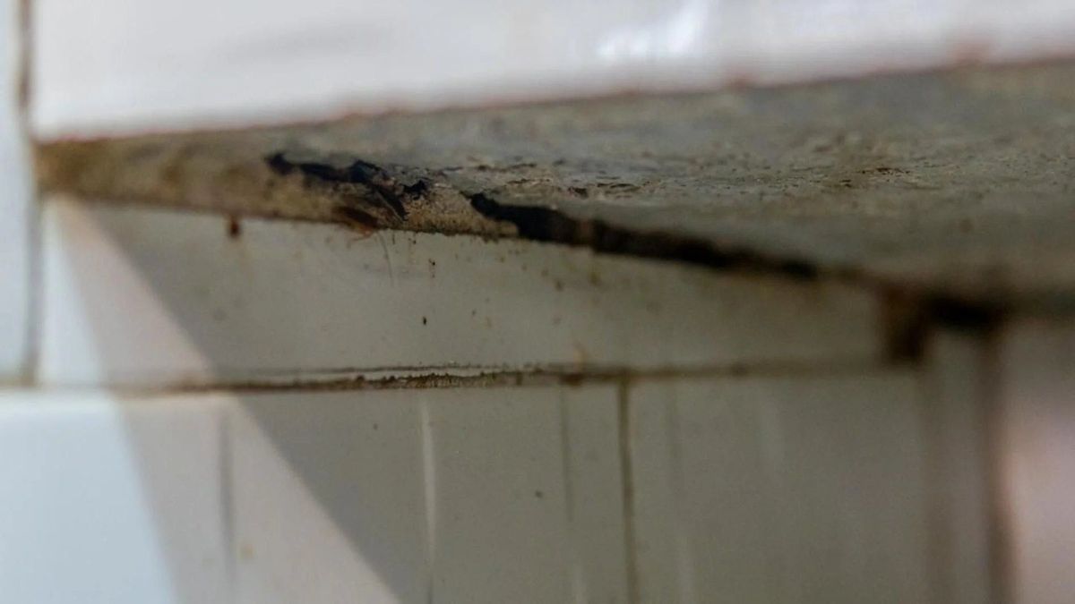 Presencia de plagas en restaurantes de Ibagué, abril de 2026