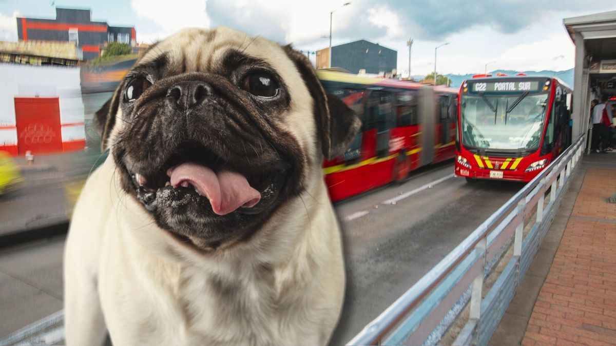 Rescatan perros pug en TransMilenio