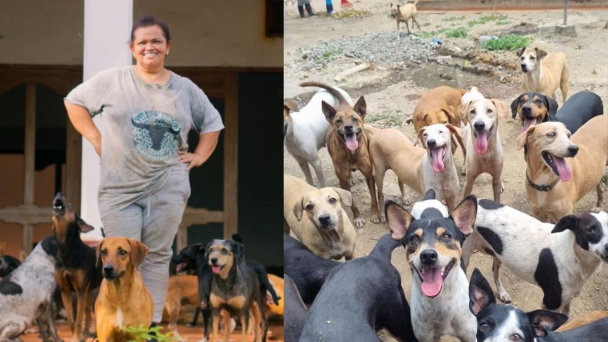 Asociación Amor Animal