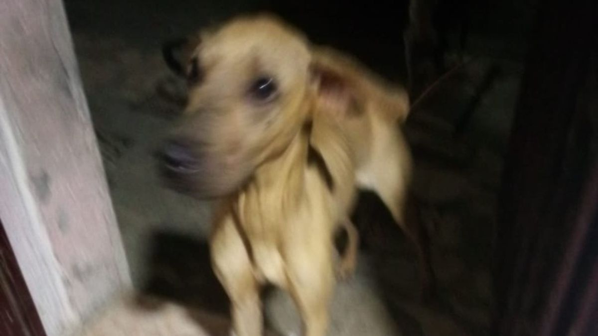 Kiara, perra que sufrió maltrato animal en Bucaramanga