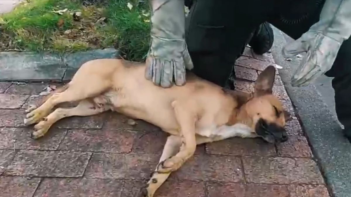 Perrito herido y abandonado en vía pública en Bucaramanga