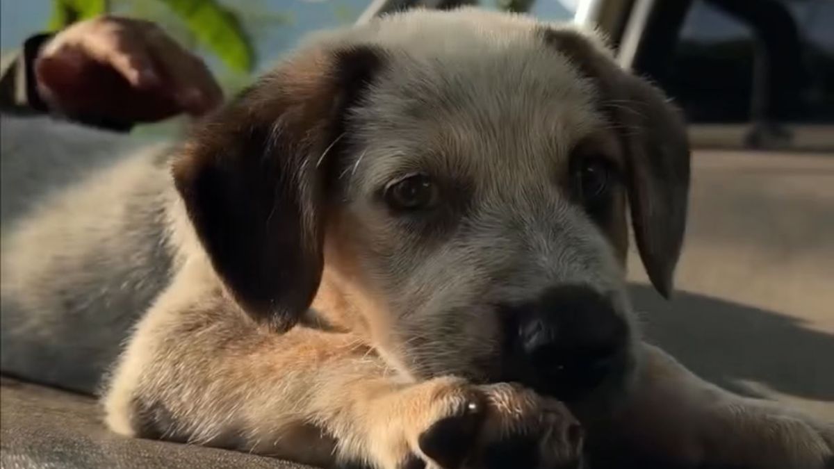 Cachorra de 3 meses que fue llevada a la UBA