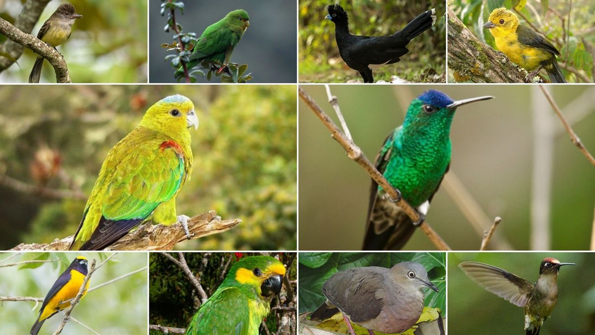 Avistamiento de aves en Tolima