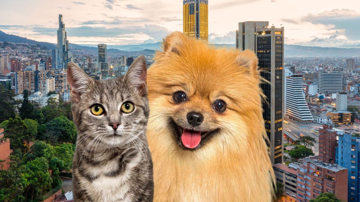 ¿Cómo acceder a esterilizaciones gratis en Bogotá 2026?