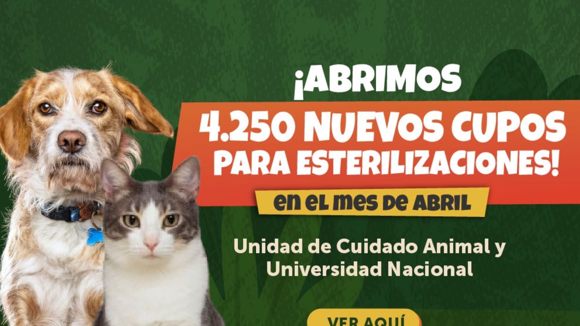 Requisitos para esterilizar mascotas gratis en Bogotá