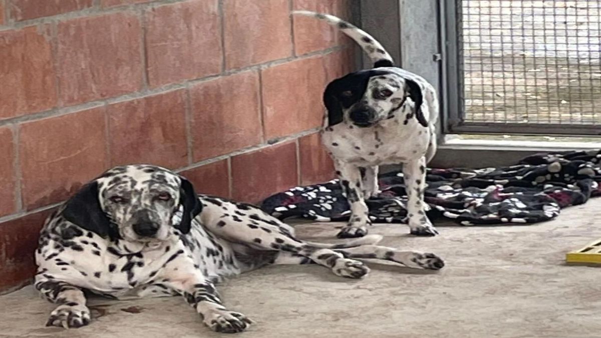 Perros victimas de maltrato en Ibagué | Maltrato Animal | Mascotas | Abril 2026