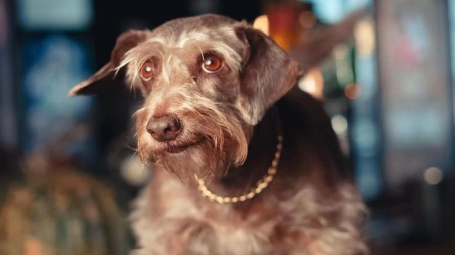 La mascota de alias Misón