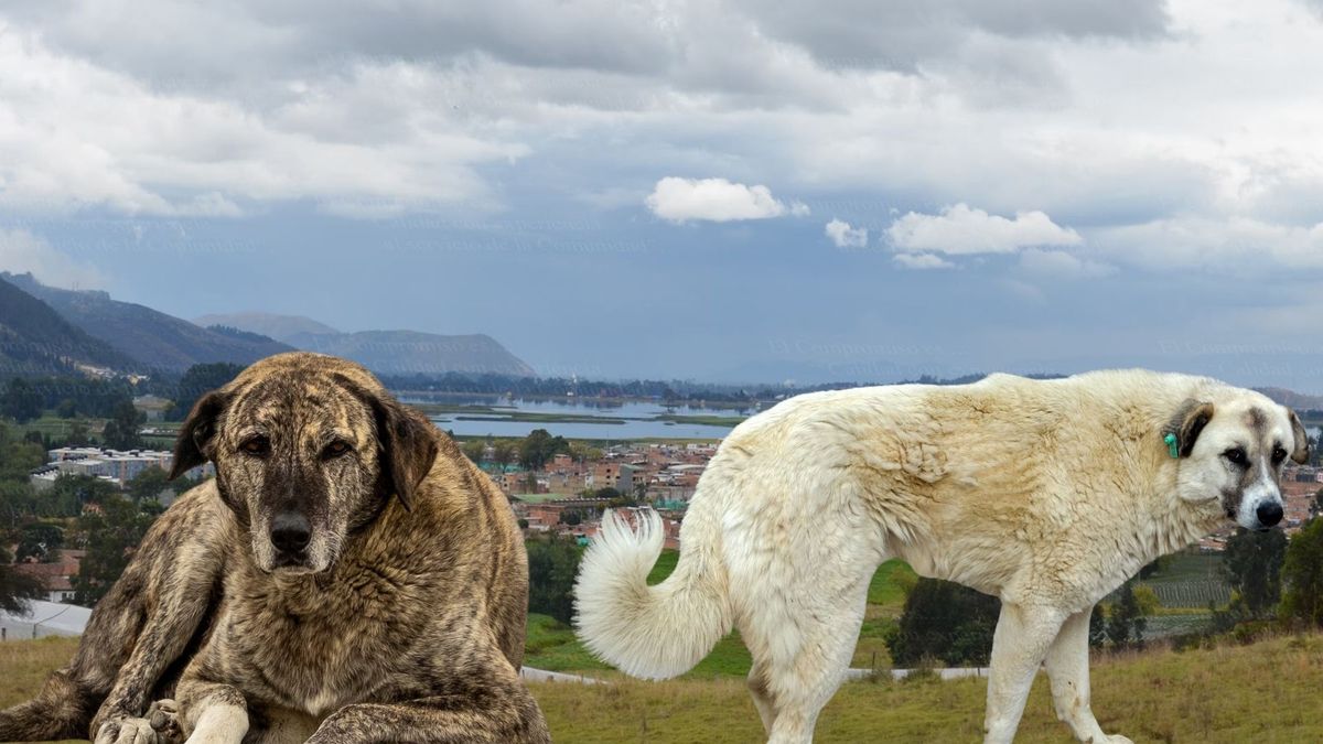 “Lo mataron por amor a los perros” asesinan animalista en Sibaté