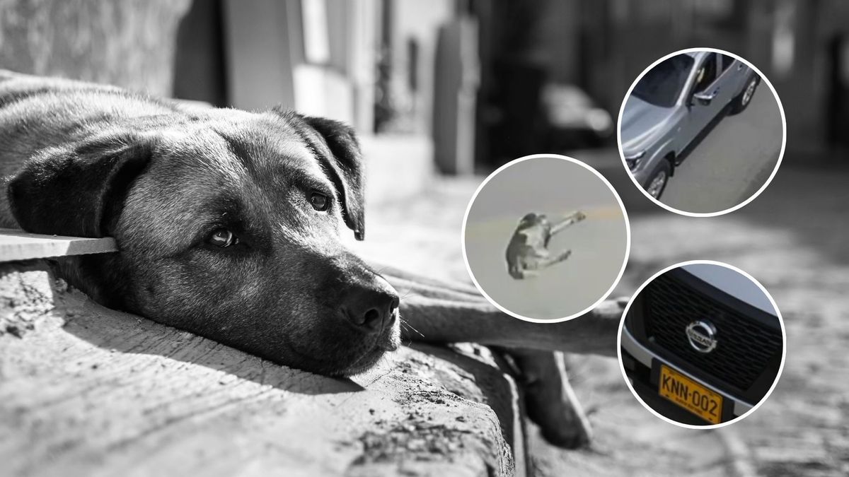 Buscan camioneta que atropelló perrita en San Cristóbal