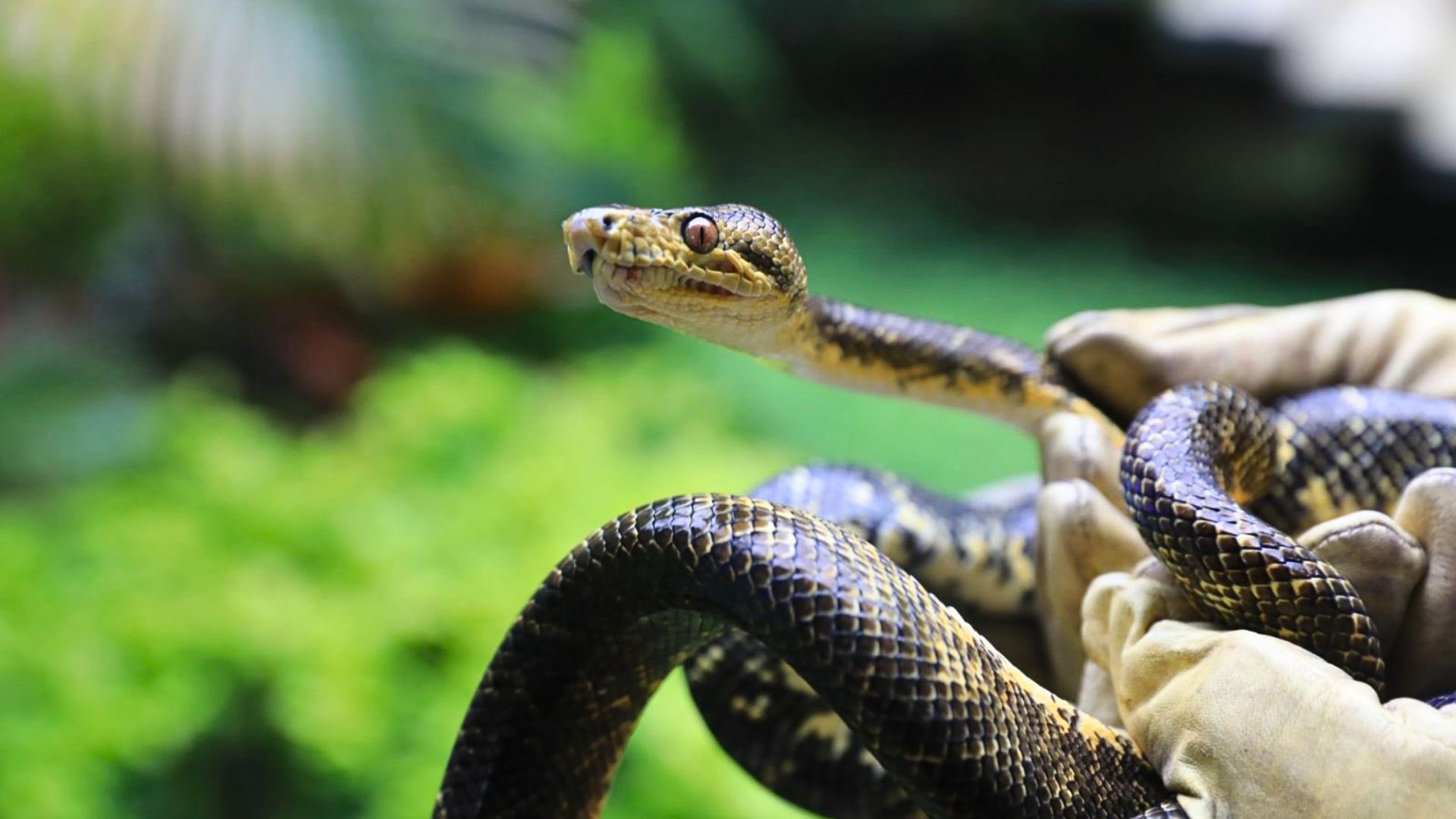 Línea de atención de fauna silvestre: clave para proteger a los animales
