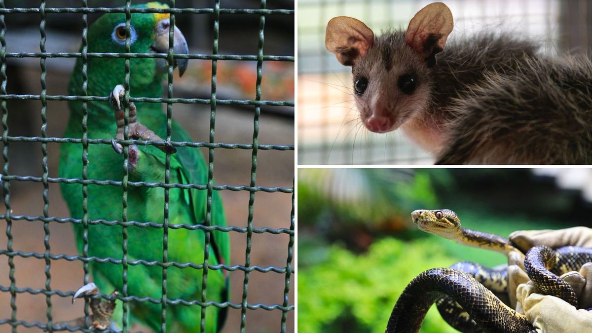 Semana Santa dejó 42 casos de fauna en peligro en Cundinamarca.