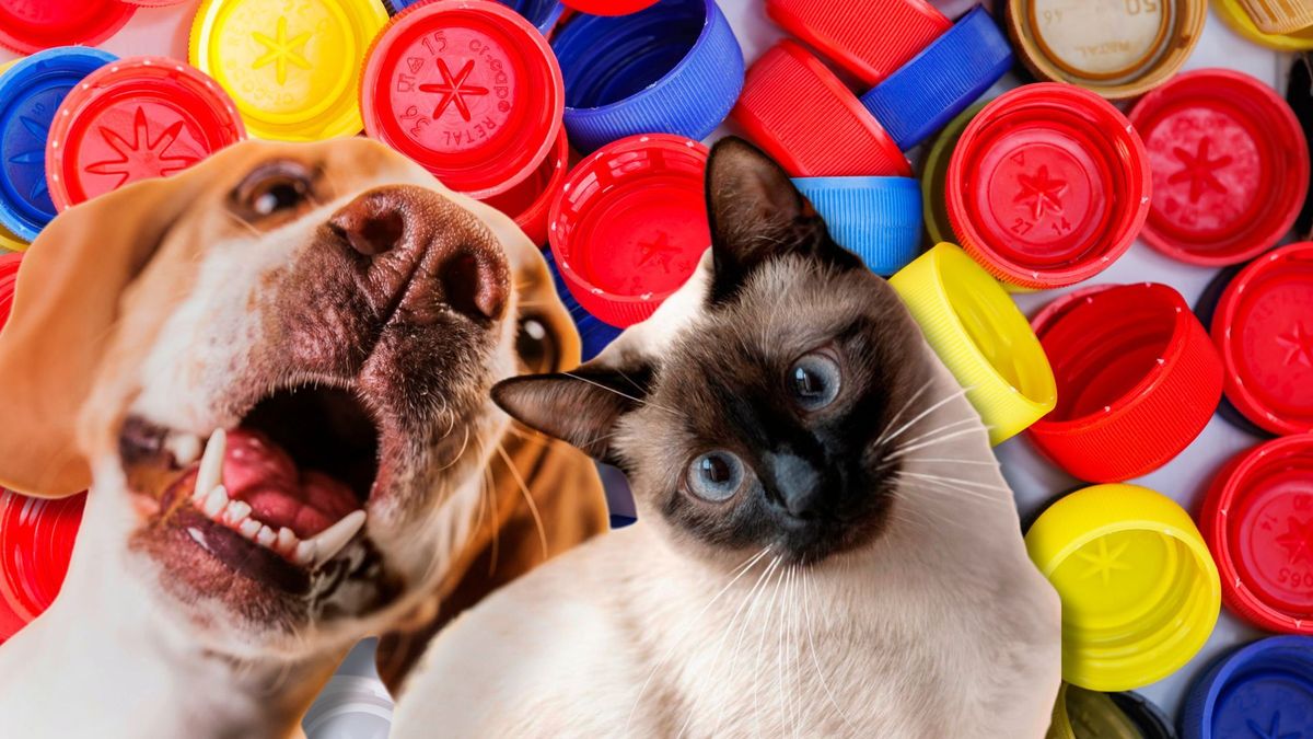 ¿Qué es la Tapatón y cómo funciona en Bogotá?