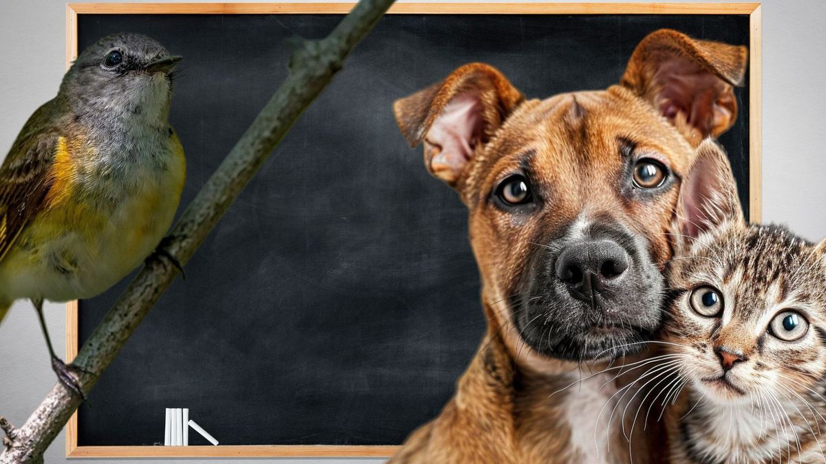 Animales al Tablero llega a colegios y enseña a cuidar peluditos