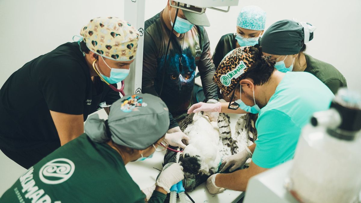 Águila arpía operada en Pereira