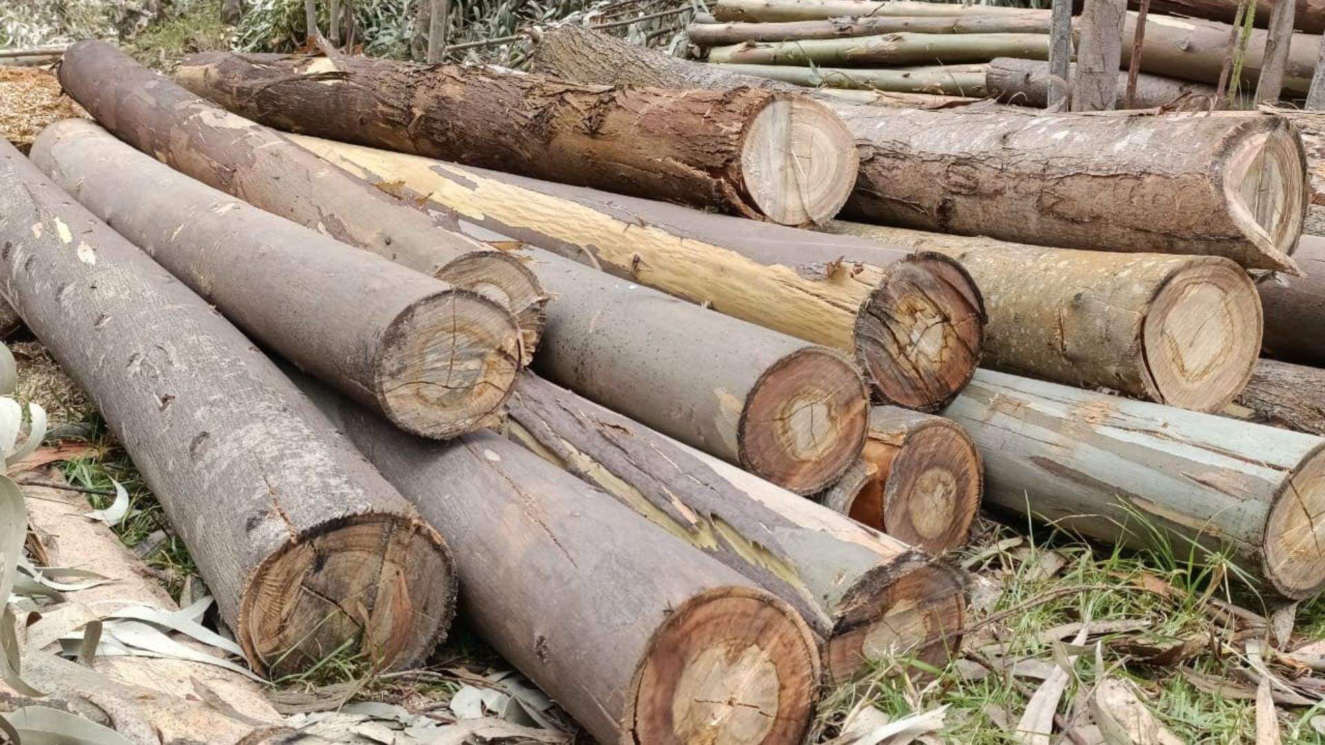 Incautación de madera ilegal en Cundinamarca y Boyacá