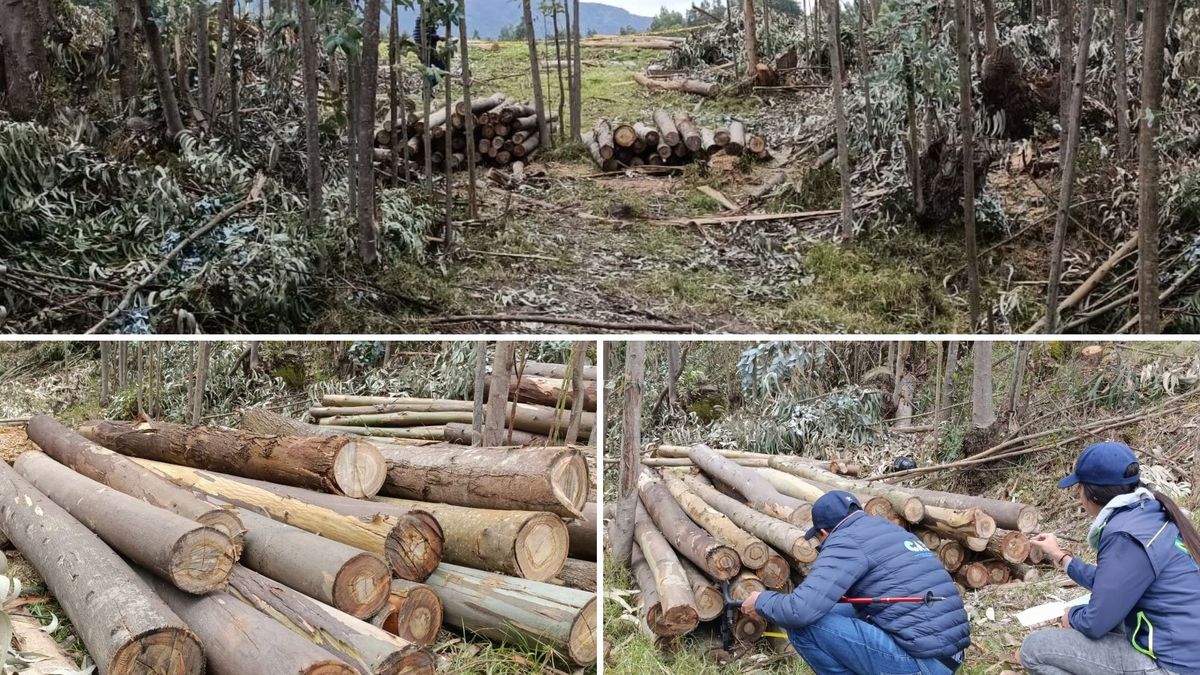 Capturados por tala ilegal y afectación a fuentes hídricas en la región