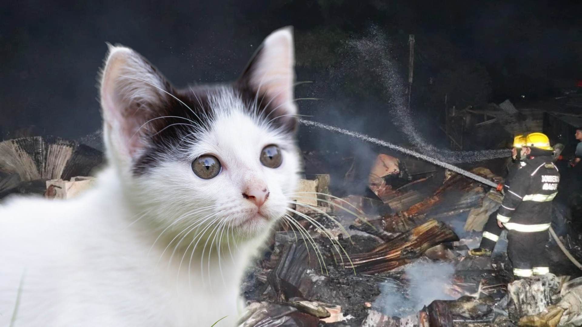 Dos gaticos afectados por el incendio en Ibagué