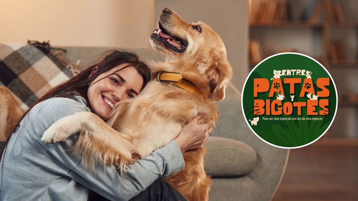 ¿Qué es “Entre patas y bigotes” y para qué sirve en Bogotá?