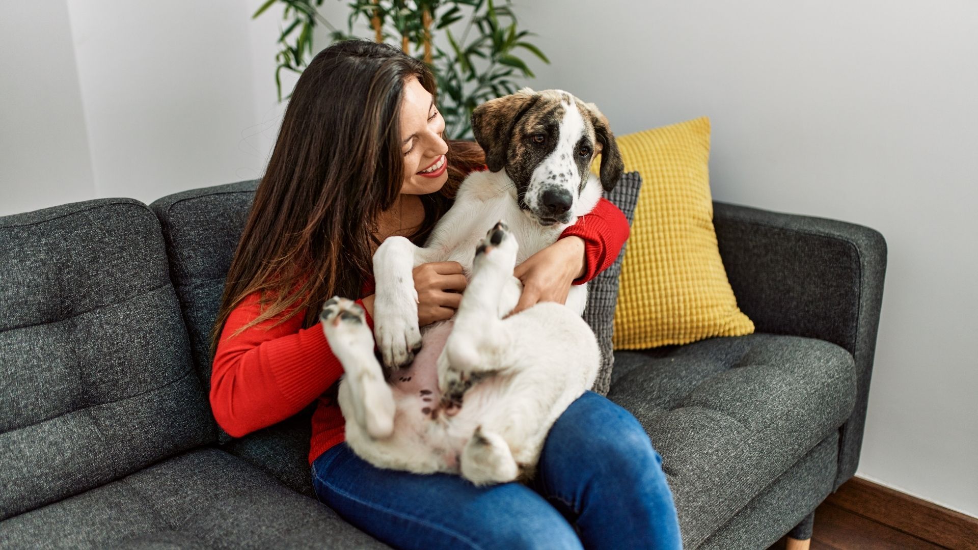 “Entre patas y bigotes” es un espacio virtual creado para orientar a la ciudadanía.