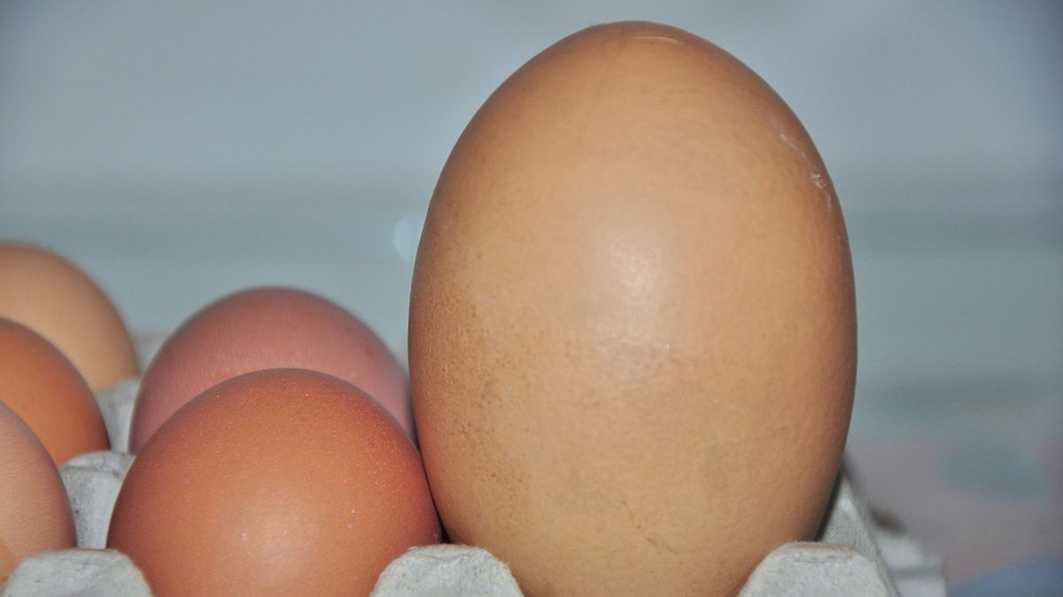 Precio del huevo subiría